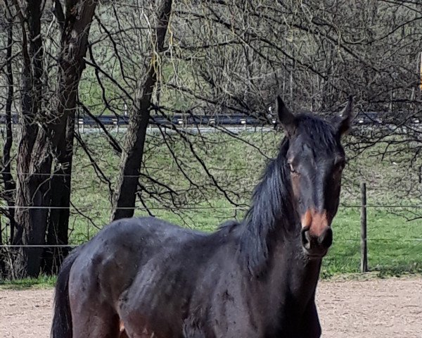 horse Walhalla (Westphalian, 2019, from Cornet Obolensky)