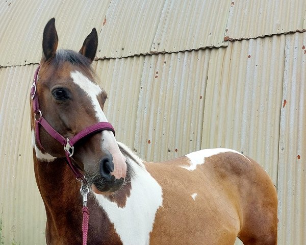 horse Sunshine O (Lewitzer, 2007, from Parade D)