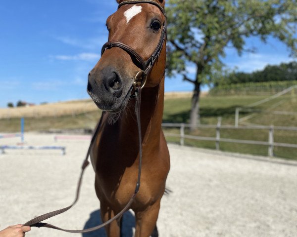 Springpferd Famous (KWPN (Niederländisches Warmblut), 2010, von Advance) Springpferd Famous (KWPN (Niederländisches Warmblut), 2010, von Advance)