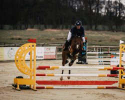 jumper Fräulein Simon (Oldenburg show jumper, 2016, from Forcetto)