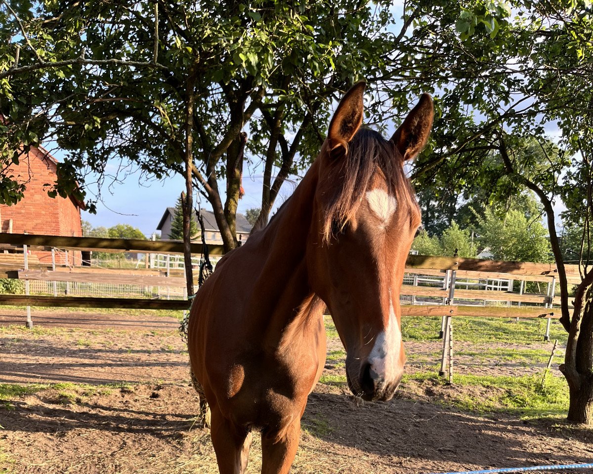 horse Lord's Finally Here (Oldenburg show jumper, 2021, from Lord Siclau)