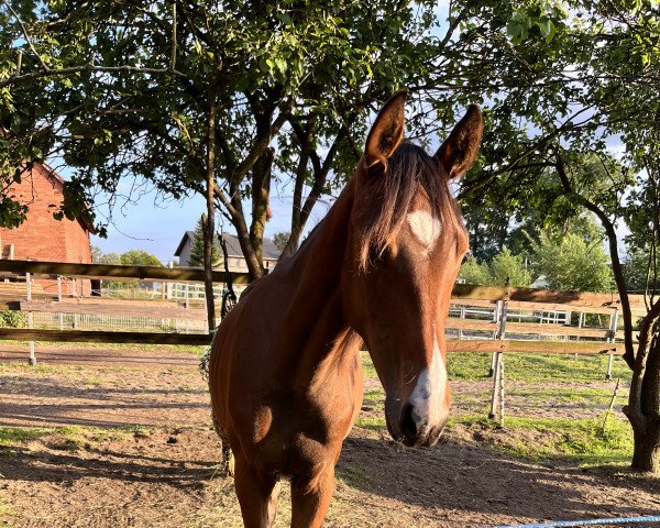 horse Lord's Finally Here (Oldenburg show jumper, 2021, from Lord Siclau)