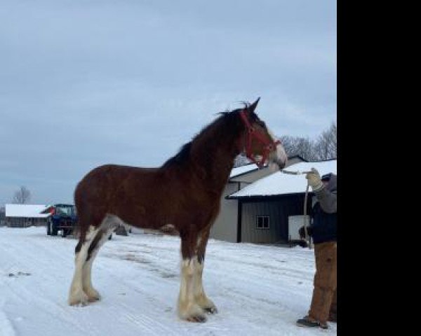 horse Boulder Bluff Jax (Clydesdale, 2019, from Towerview Major Attraction)