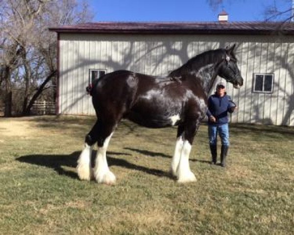 broodmare Faydar Up Front Paula (Clydesdale, 2015, from Hatfield Up Front)