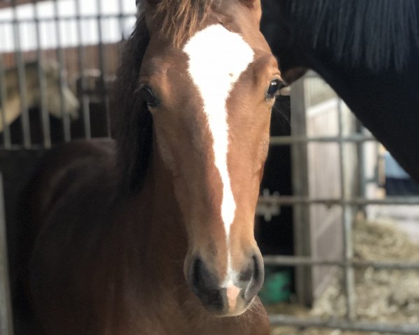 Pferd Dancing Dynamite JL (Oldenburger, 2022, von Gut Wettlkam's D'avie FRH)