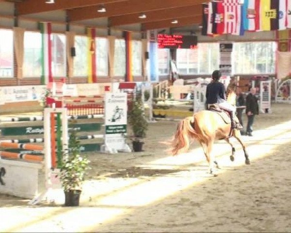 broodmare Couleuria (Oldenburg, 2002, from Couleur Rubin)