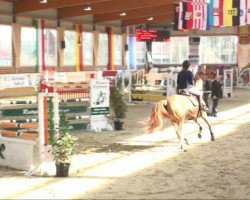 broodmare Couleuria (Oldenburg, 2002, from Couleur Rubin)