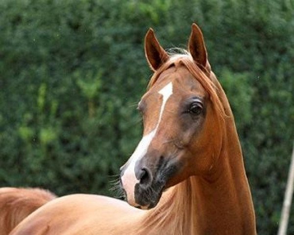 broodmare DA Psytenna ox (Arabian purebred, 2003, from Psytadel 1998 ox)