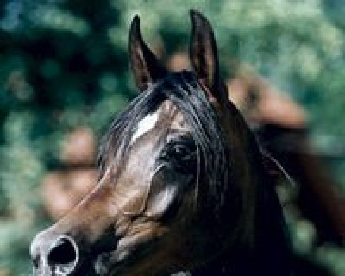broodmare Ravenna ox (Arabian purebred, 1994, from Vympel 1983 ox)