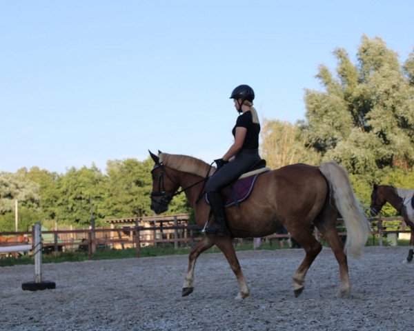 Pferd Sunshine 710 (unbekannt, 2007)