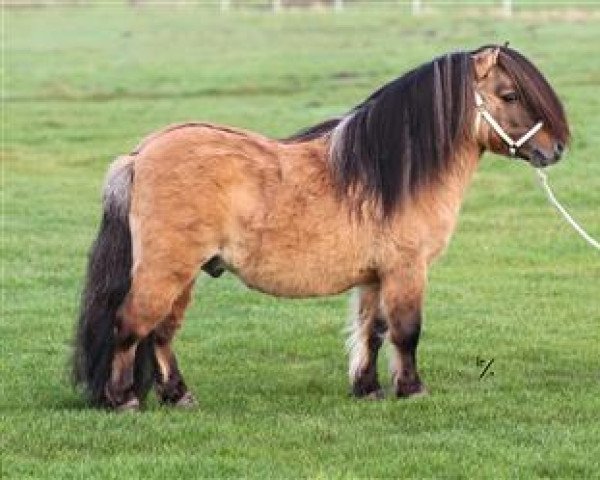 stallion Wesley v. t Haveld (Shetland pony (under 87 cm), 2005, from Brevet van Spuitjesdom) stallion Wesley v. t Haveld (Shetland pony (under 87 cm), 2005, from Brevet van Spuitjesdom)