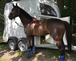 Springpferd Qualify (Holsteiner, 2012, von Quality 9)