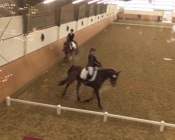 Reitturnier Datteln 2022