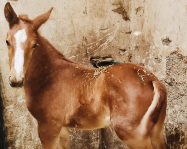 horse Light Gold PV (Hanoverian, 2022, from Light On OLD)