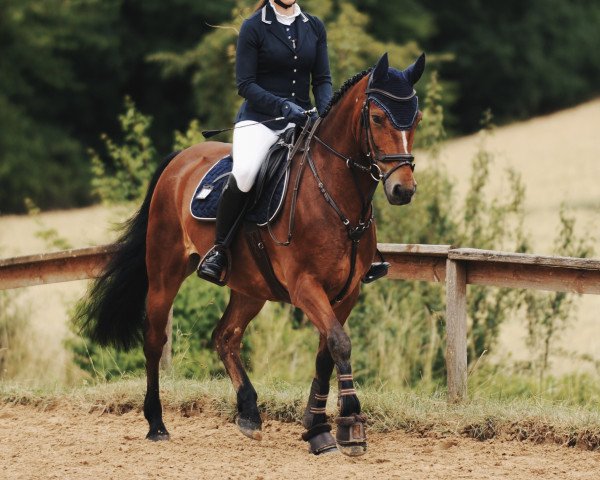 Dressurpferd Blaze of Lights (Irish Sport Horse, 2015)