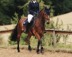 Dressurpferd Blaze of Lights (Irish Sport Horse, 2015)