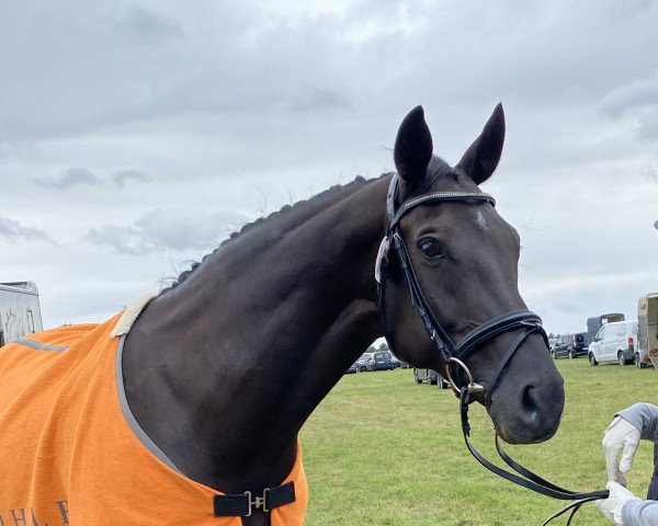 dressage horse Fanni 67 (Hanoverian, 2014, from Fantastic) dressage horse Fanni 67 (Hanoverian, 2014, from Fantastic)