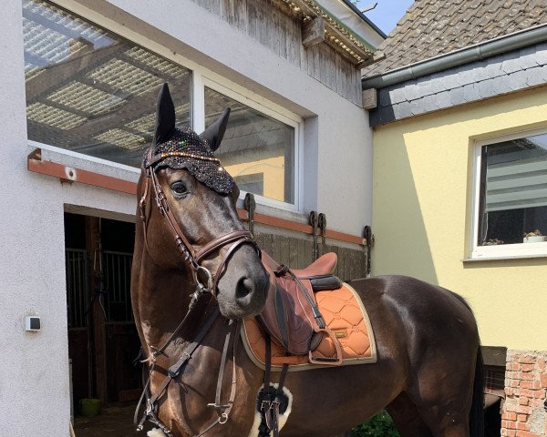 horse Märchenprinz (Hanoverian, 2017, from Million) horse Märchenprinz (Hanoverian, 2017, from Million)