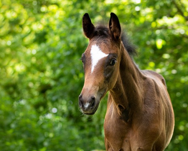 horse Very Nice (Trakehner, 2022, from Niagara 34)