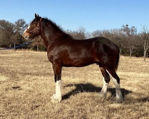 horse Flying Colors Diamond Liberace (Clydesdale, 2020, from Diamond S Clay)