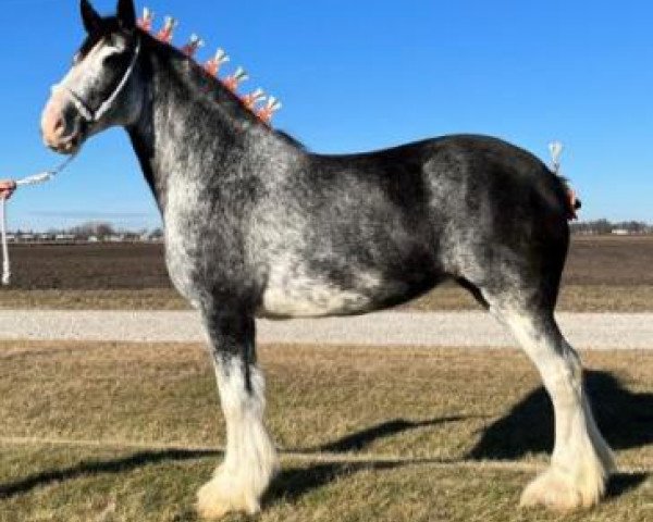 horse Grandview Justin's With Tatt (Clydesdale, 2013, from Grandview Eli's Just-In-Step)