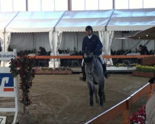 stallion Catch Your Dreams (German Sport Horse, 2006, from Cellestial)