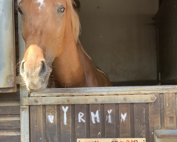 jumper Irmatine (KWPN (Royal Dutch Sporthorse), 2013, from Zambesi TN)