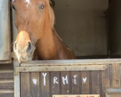 Springpferd Irmatine (KWPN (Niederländisches Warmblut), 2013, von Zambesi TN)