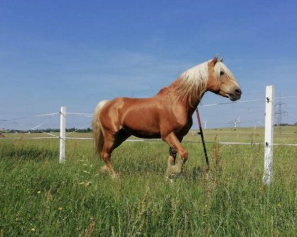 stallion Mozart (7,81% ox) (Edelbluthaflinger, 1996, from Moik (6,25% ox))