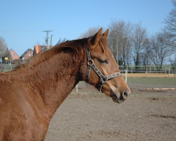 broodmare Fedina (Westphalian, 2010, from Fürst Piccolo) broodmare Fedina (Westphalian, 2010, from Fürst Piccolo)