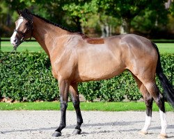 jumper Cayenna II (Holsteiner, 2018, from Casall Ask)