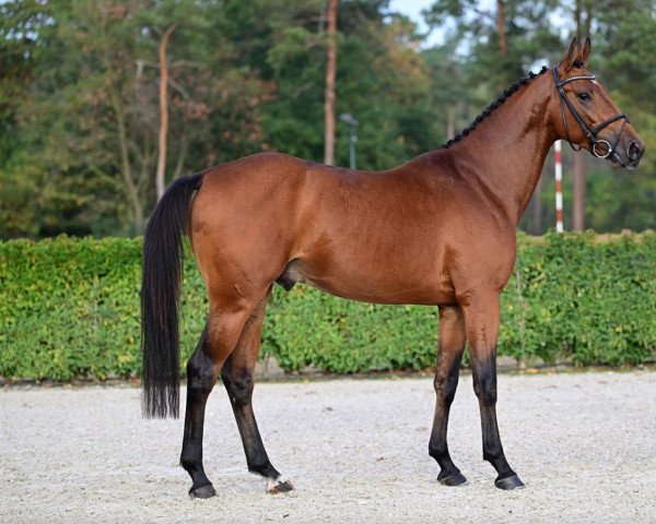 Pferd Alaphilippe de Betze Z (Zangersheide Reitpferd, 2019, von Aganix du Seigneur)