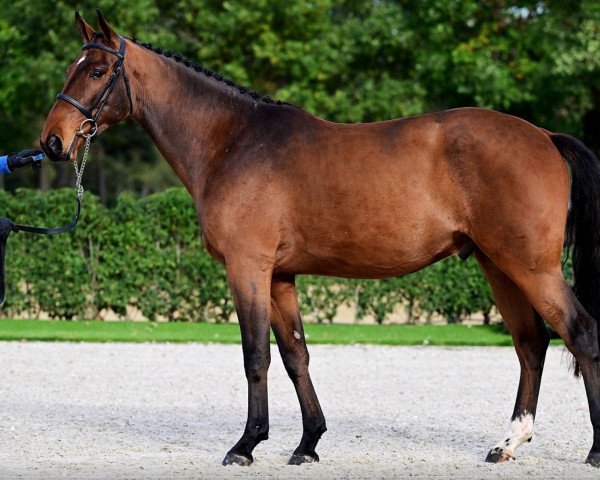 horse Billy the Kid Z (Zangersheide riding horse, 2019, from Bamako de Muze)