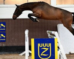 horse Narmer Z (Zangersheide riding horse, 2019, from Nixon van 't Meulenhof)
