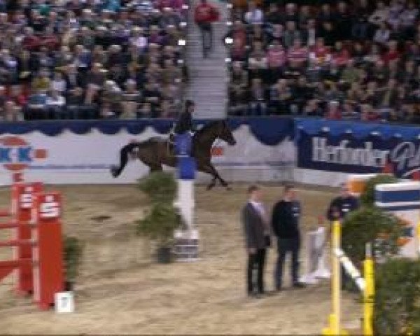 jumper L B Con Amore (Hanoverian, 2002, from Contender)