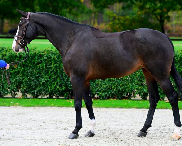 horse Rollover - K van 't Kattenheye (Belgian Warmblood, 2017, from H&M Chilli Willi)