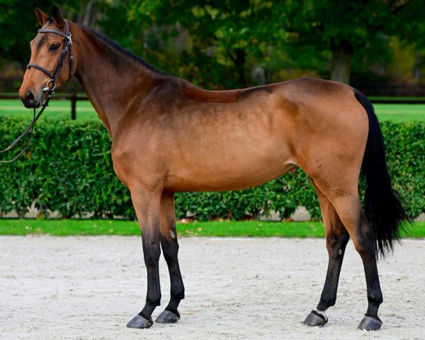 horse Cesprit 1919 Z (Zangersheide riding horse, 2017, from Cicero Z van Paemel)