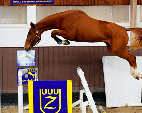 horse El Barones van den Oever Z (Zangersheide riding horse, 2020, from El Barone 111 Z)