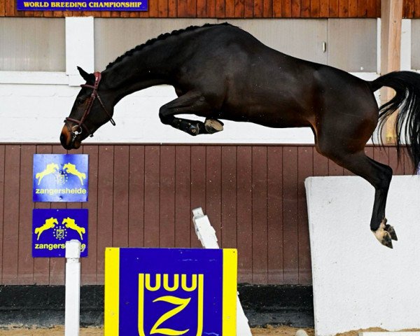 Pferd Chloé de Luxe Z (Zangersheide Reitpferd, 2020, von Codex One)