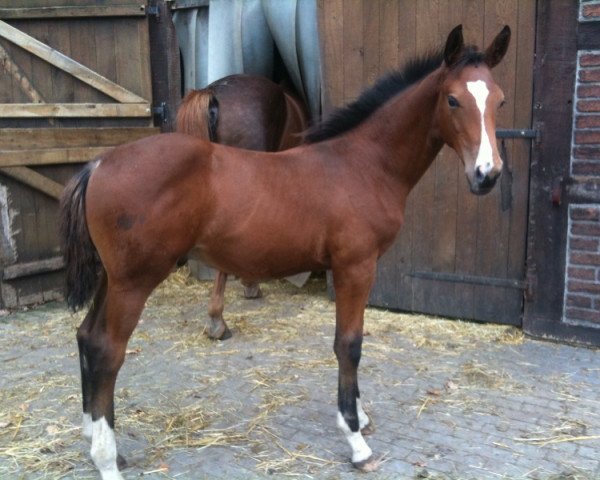 horse Collini S (Westphalian, 2010, from Cordobes I)