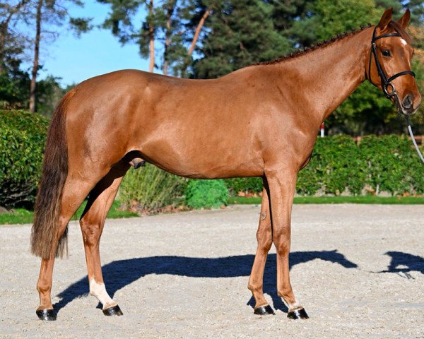 horse Ukashi van 't Hooghof (Belgian Warmblood, 2020, from Tangelo van de Zuuthoeve)