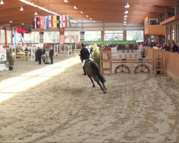 Springpferd Aurifex (Westfale, 1999, von Azur de Paulstra)