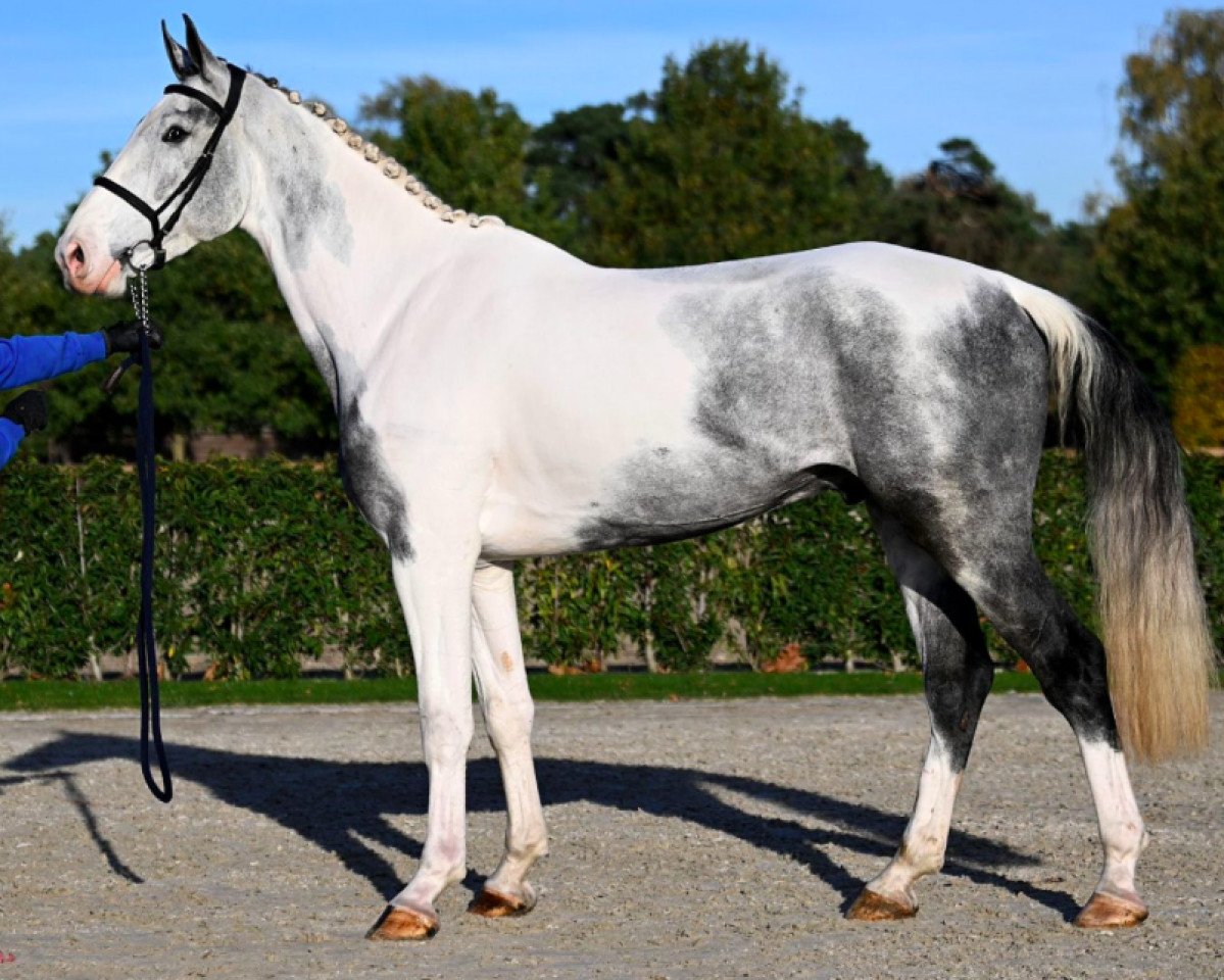 horse Nureev Sitte (Belgium Sporthorse, 2019, from Heraldik Sitte)