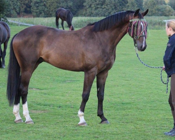 dressage horse Royal Go von Hellör (Hanoverian, 2011, from Royal Classic I)