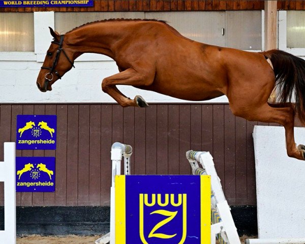 horse Natania del Pierire (Belgium Sporthorse, 2019, from Untouchable)