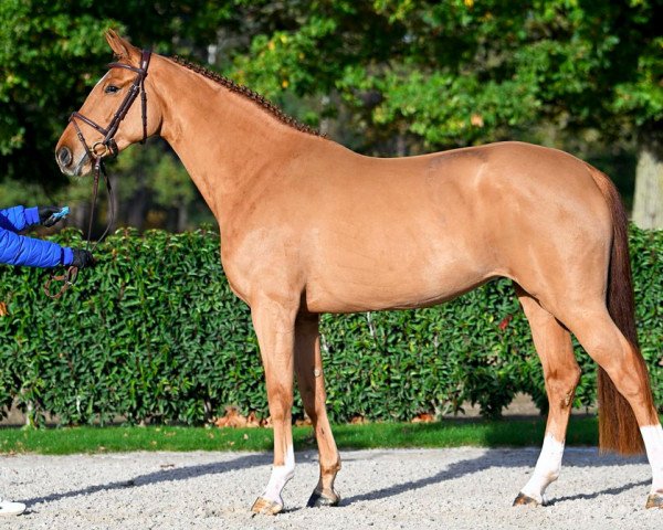 horse Cocaïne van de Grenshoeve Z (Zangersheide riding horse, 2019, from Comilfo Plus Z)
