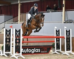jumper Ursus 67 (Hanoverian, 2015, from Ustinov)