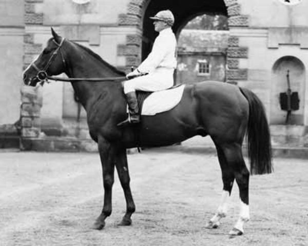 stallion Vilmoray xx (Thoroughbred, 1950, from Vilmorin xx) stallion Vilmoray xx (Thoroughbred, 1950, from Vilmorin xx)
