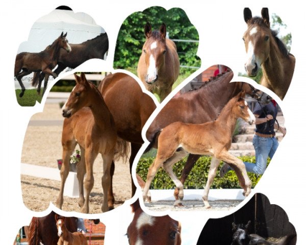 horse Benito K (Oldenburg, 2021, from Bohemian)