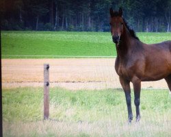 dressage horse Calimero 648 (Hanoverian, 2009, from Conteur)